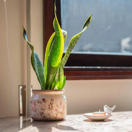 Memorias * Nogueira da Regedoura