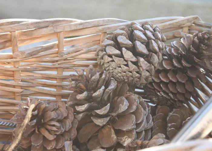 Memorias Nyaraló Nogueira da Regedoura